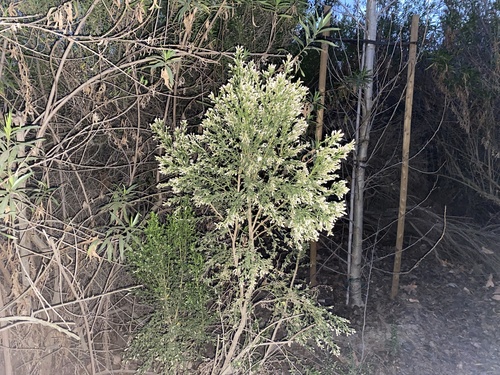 iNaturalist observation photo of coyote brush