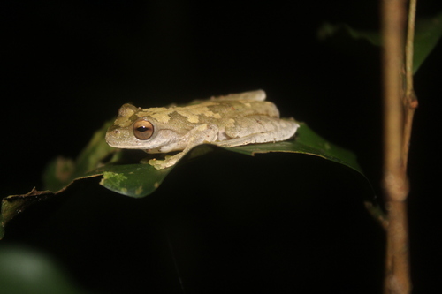 Pine Forest Stream Frog
