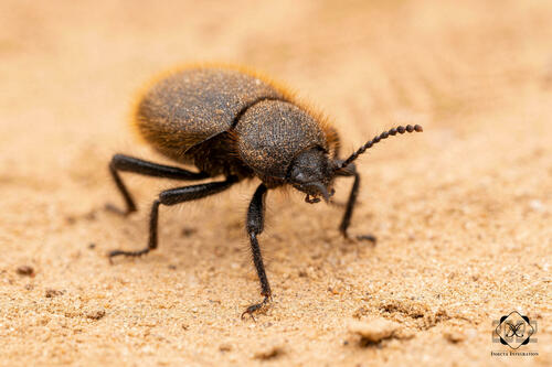 western desert beetle