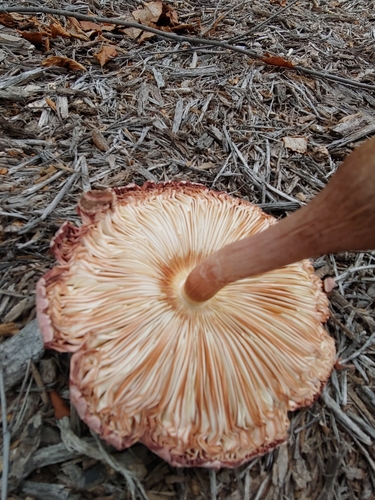 reddening lepiota