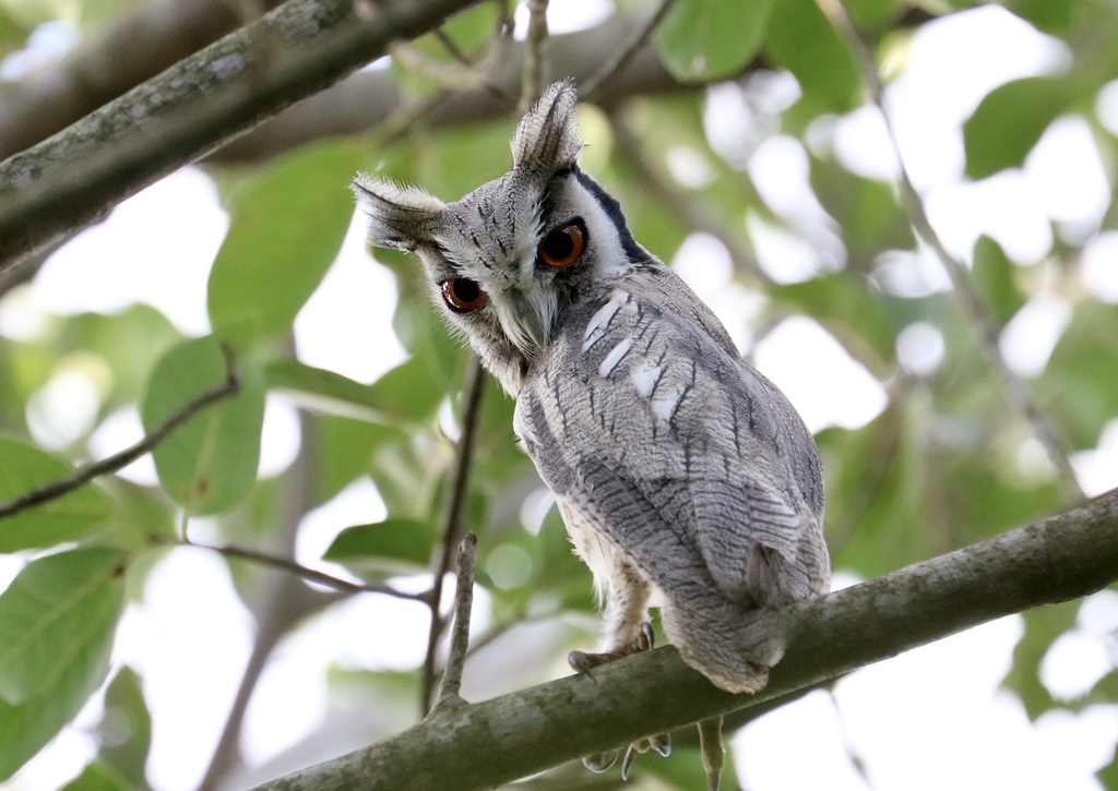 Northern White-faced Owl (Ptilopsis leucotis) · iNaturalist Canada