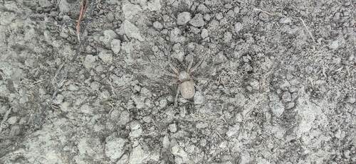 Olios coenobitus