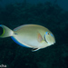 Brazilian Ocean Surgeonfish - Photo (c) Luiz Rocha, all rights reserved, uploaded by Luiz Rocha