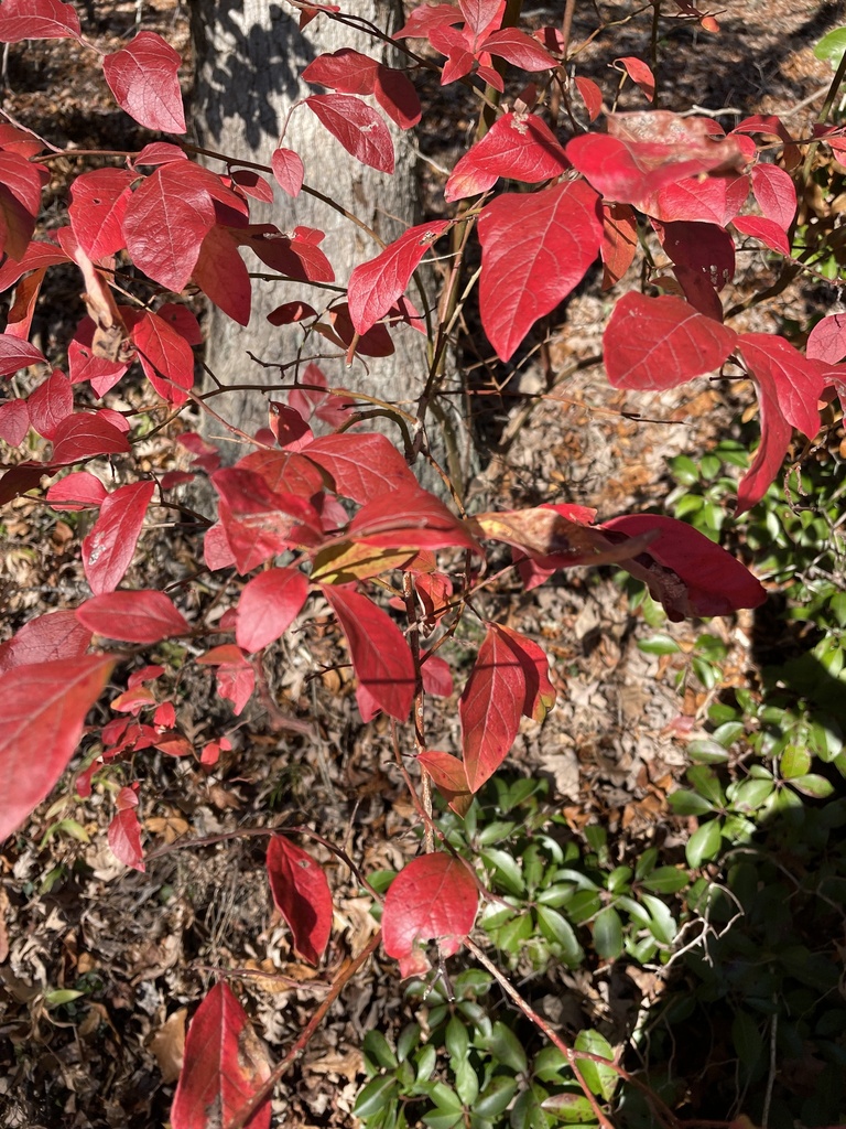 blueberries, cranberries, and allies from Calvert Cliffs State Park ...