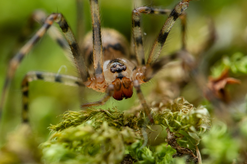 Cave spider