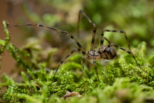 Cave spider