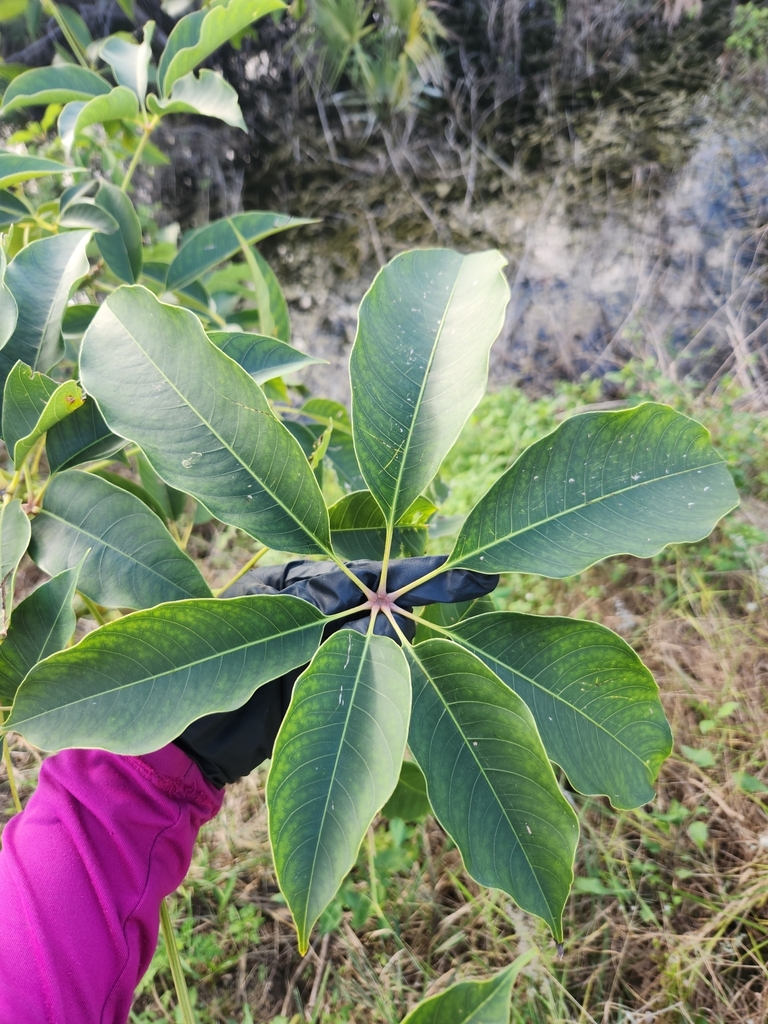 Silk floss tree from Estero, FL 33928, USA on December 2, 2022 at 0258