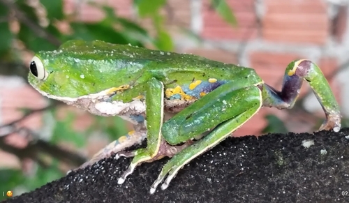 Phyllomedusa bahiana