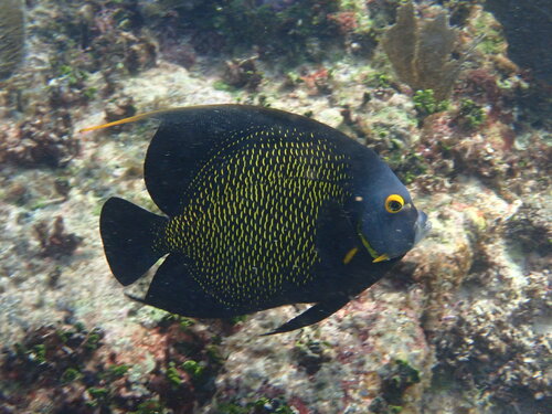 French Angelfish