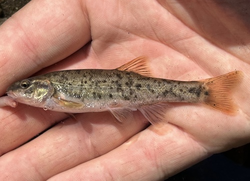 Speckled Dace
