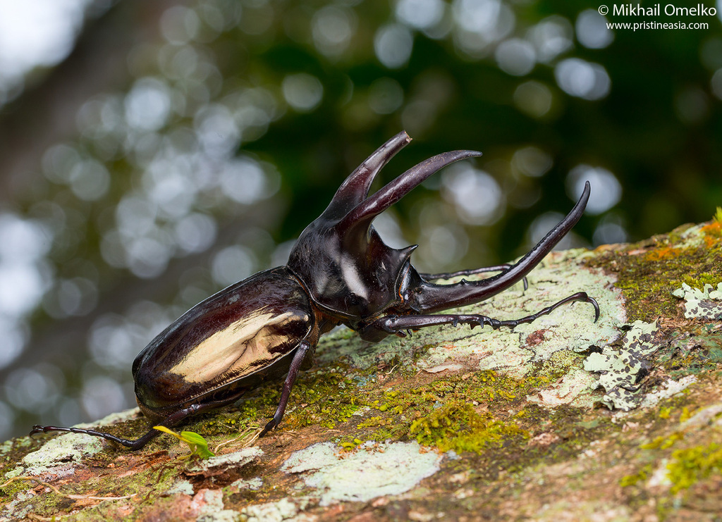 Chalcosoma mollemkampi 標本 Moellenkampi beetle (Chalcosoma