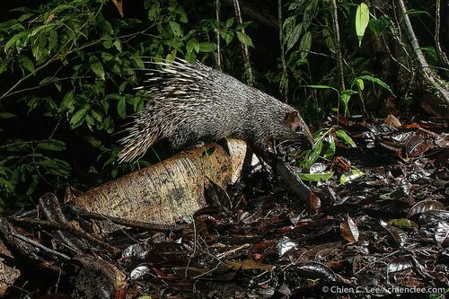 Thick-spined Porcupine (Hystrix crassispinis) — Least Concern Mammalia