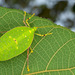 Despoina superba - Photo (c) Mikhail Omelko, todos los derechos reservados, subido por Mikhail Omelko