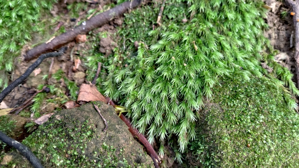 Dicranales from 114台灣台北市內湖區金湖里 on December 3, 2022 at 1250 PM by jason