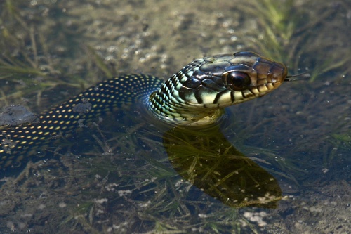 Speckled Racer