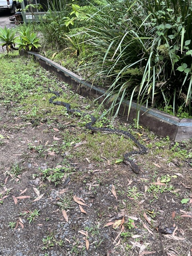 Australian Scrub Python sighting