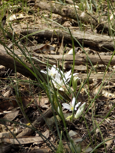 Ornithogalum refractum