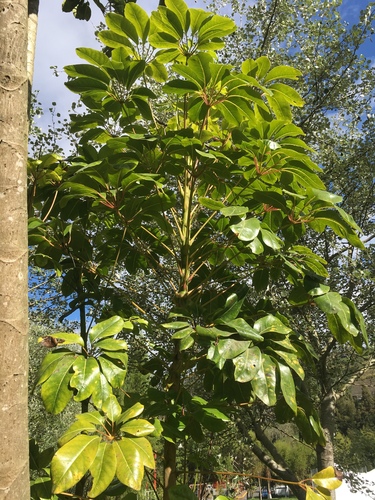 Schefflera actinophylla image