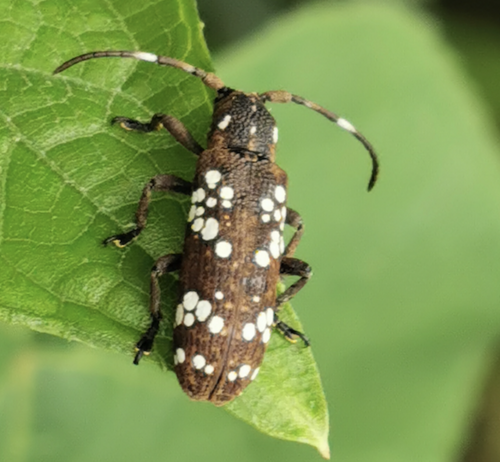 Apomecyna cretacea