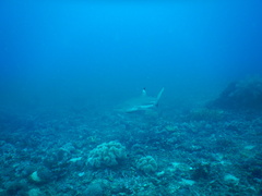 Reef Shark