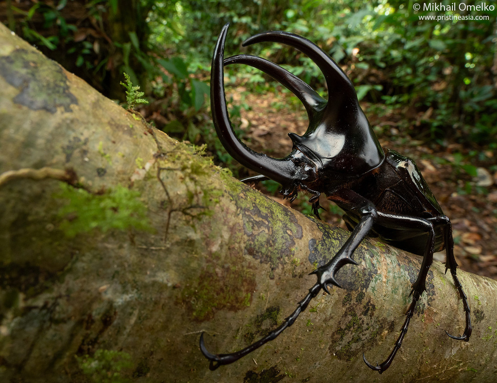 Moellenkampi Beetle (Chalcosoma moellenkampi) · iNaturalist