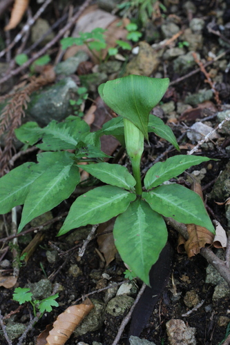 Arisaema aprile