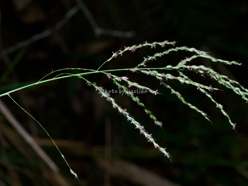 Arundinella barbinodis