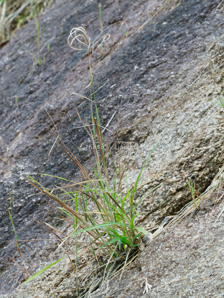Dimeria falcata (Dimeria falcata)