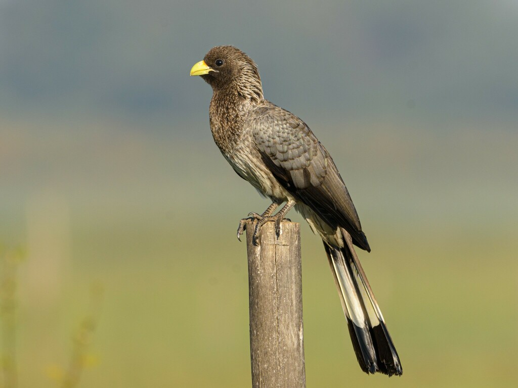 Eastern Plantain-eater photo