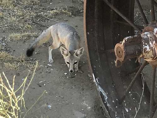 Kit Fox