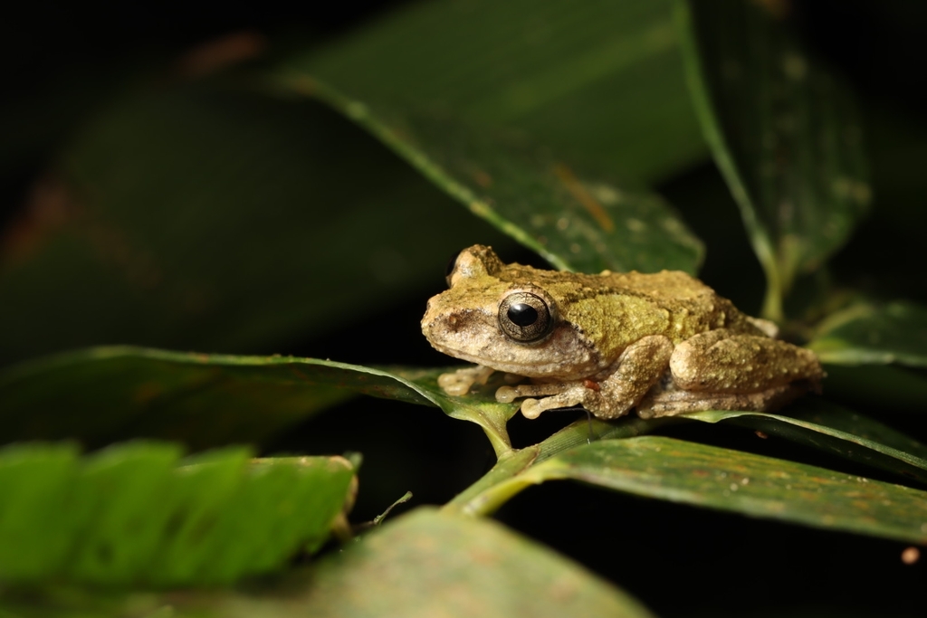 新宮寺アカリ・クラーク K.FROG 新宮寺アカリ・クラーク K.FROG 【公式通販】