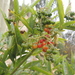 Solanum tripartitum - Photo (c) J Esteban Jiménez, todos los derechos reservados, subido por J Esteban Jiménez