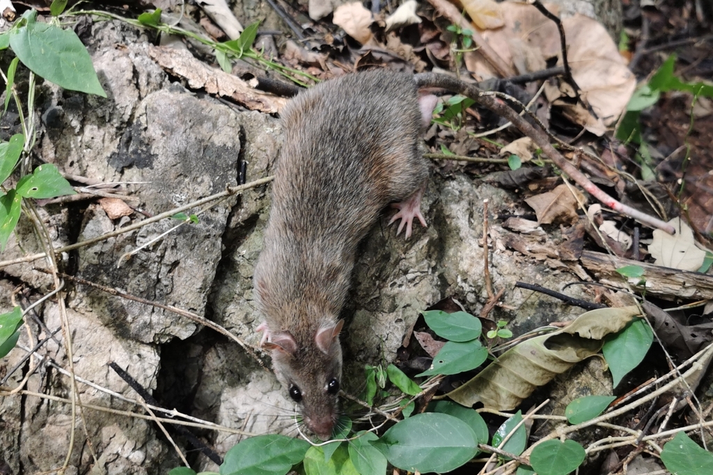 Neill's Longtailed Giant Rat in November 2022 by Kittipong Chaisiri