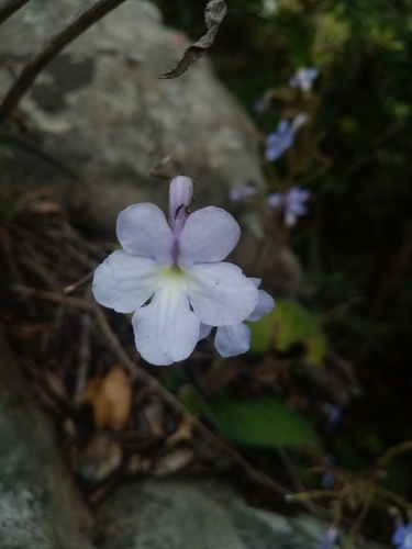 Streptocarpus polyanthus