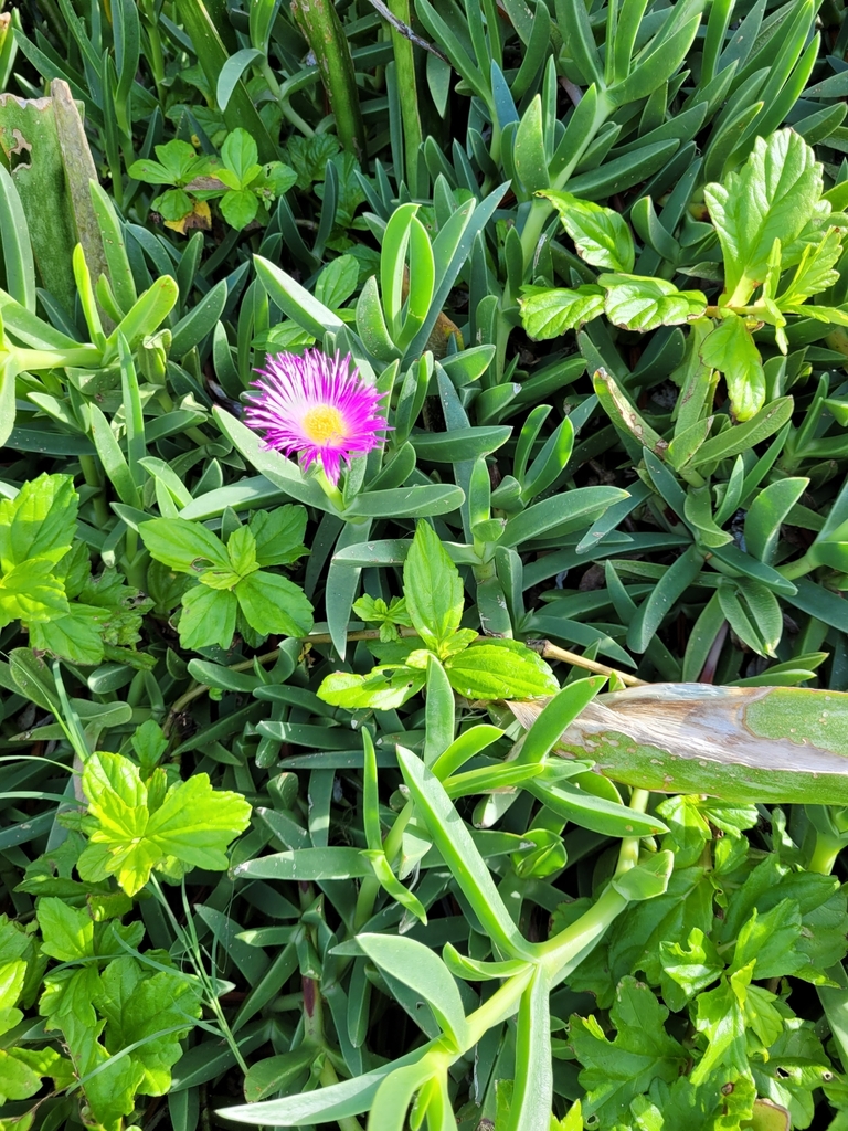 Angular Seafig from St. on November 28, 2022 at 1224 PM by