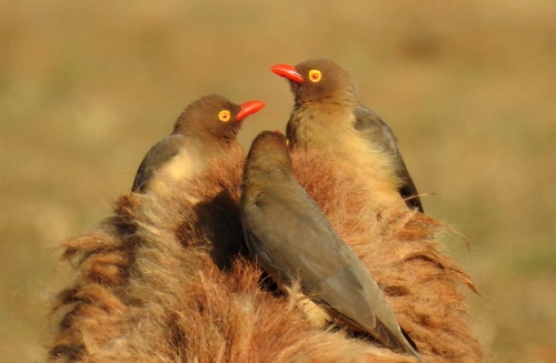 Red-billed Oxpecker