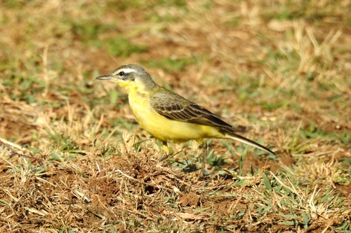 Western Yellow Wagtail