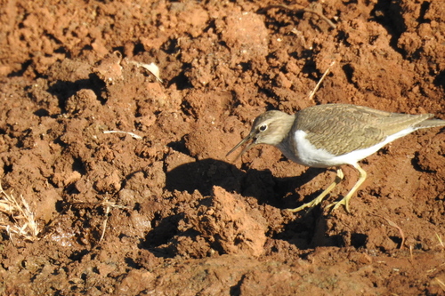 Common Sandpiper