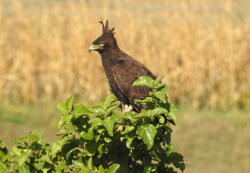 Long-crested Eagle