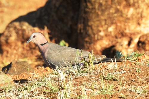 Red-eyed Dove