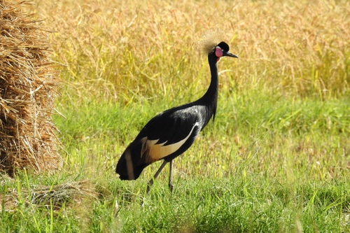 Eastern Black Crowned Crane