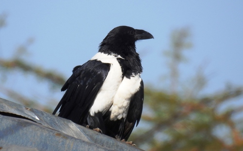 Pied Crow
