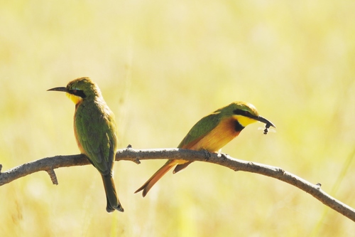 Little Bee-eater