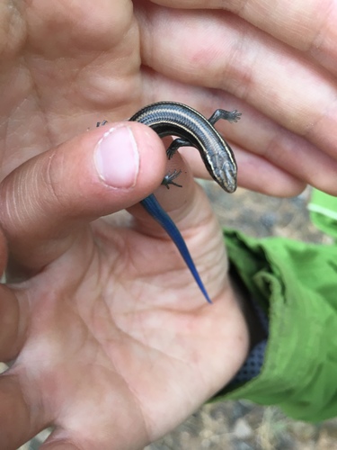 Many-lined Skink