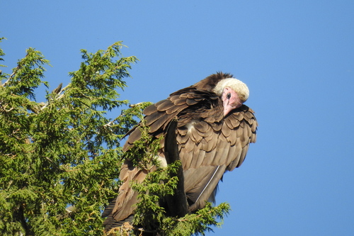 Hooded Vulture