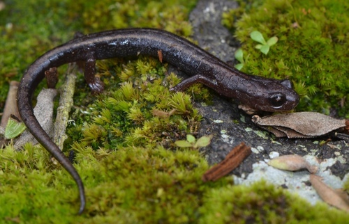 Cope’s Flat-footed Salamander