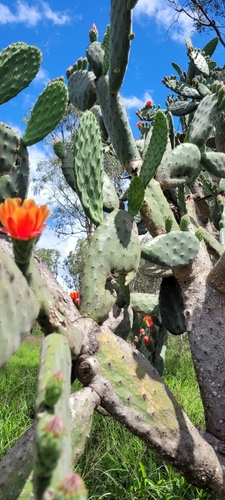Woollyjoint Pricklypear