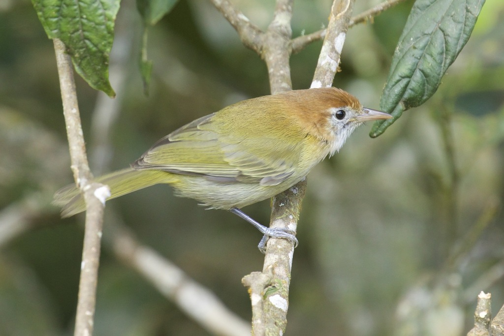 Rufous-naped Greenlet (Pachysylvia semibrunnea) photo