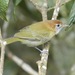 Rufous-naped Greenlet - Photo (c) Rand Rudland, all rights reserved, uploaded by Rand Rudland