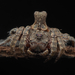 Turreted Wrap-around Spider - Photo (c) Ethan Yeoman, all rights reserved, uploaded by Ethan Yeoman